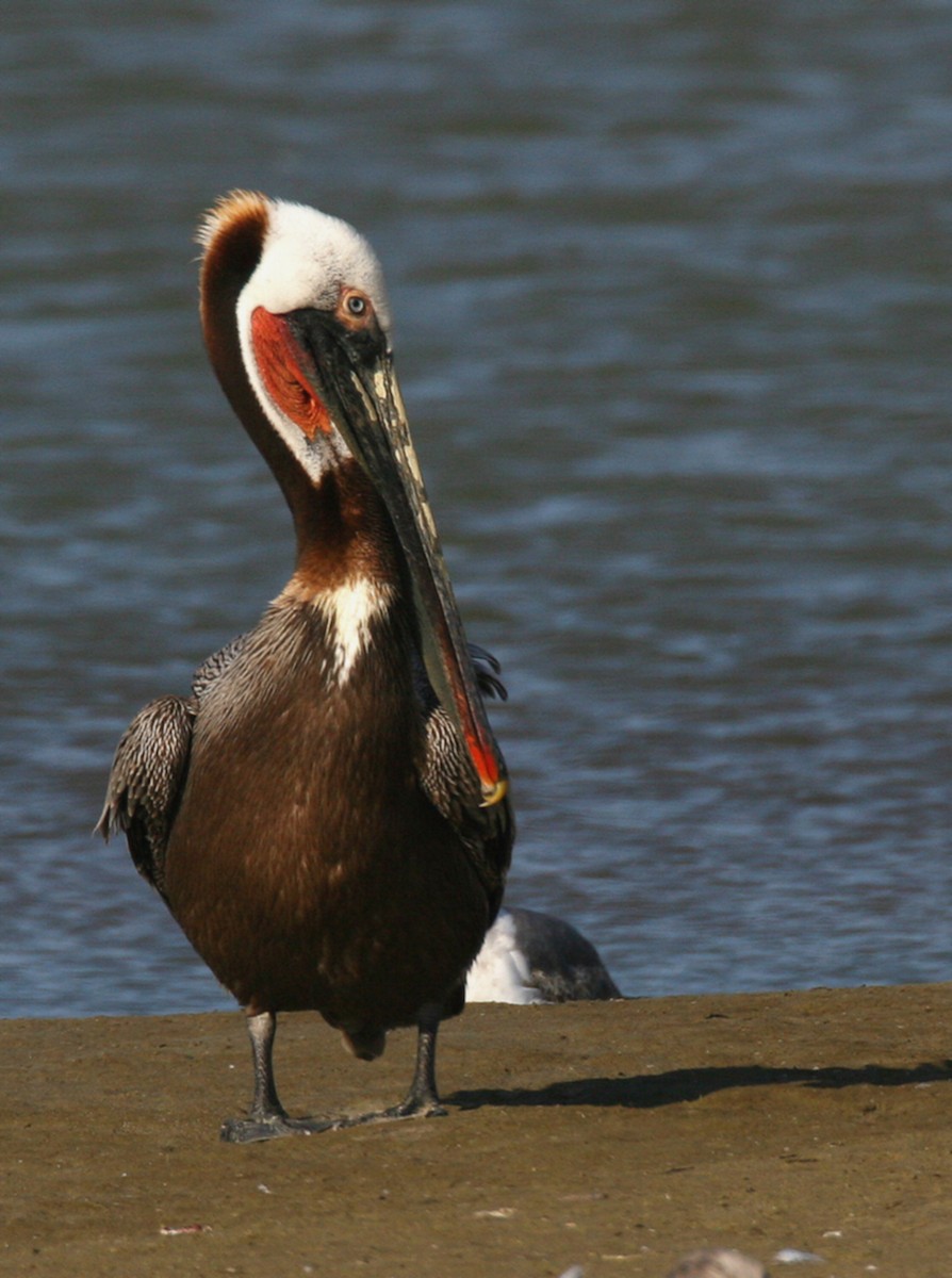 Brown Pelican - ML68910181