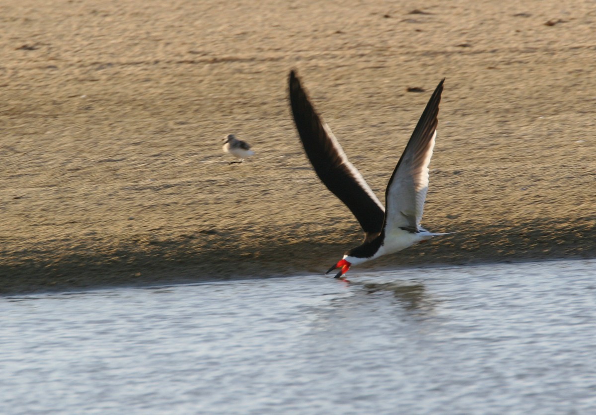 Black Skimmer - Blake Matheson