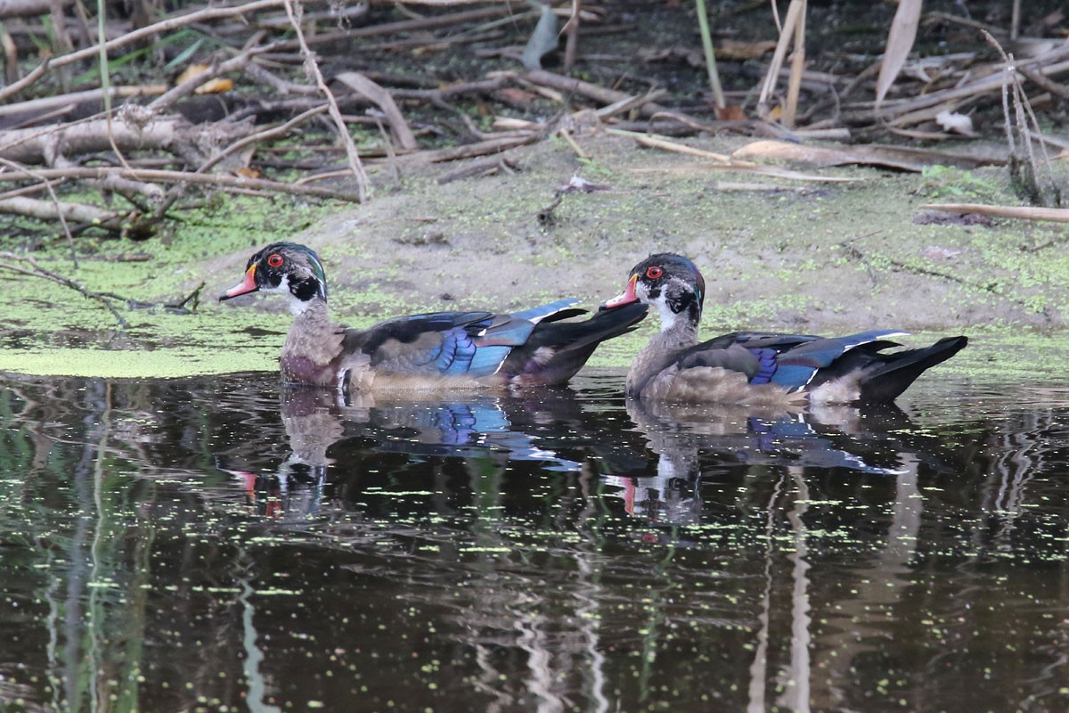 Wood Duck - ML68910561