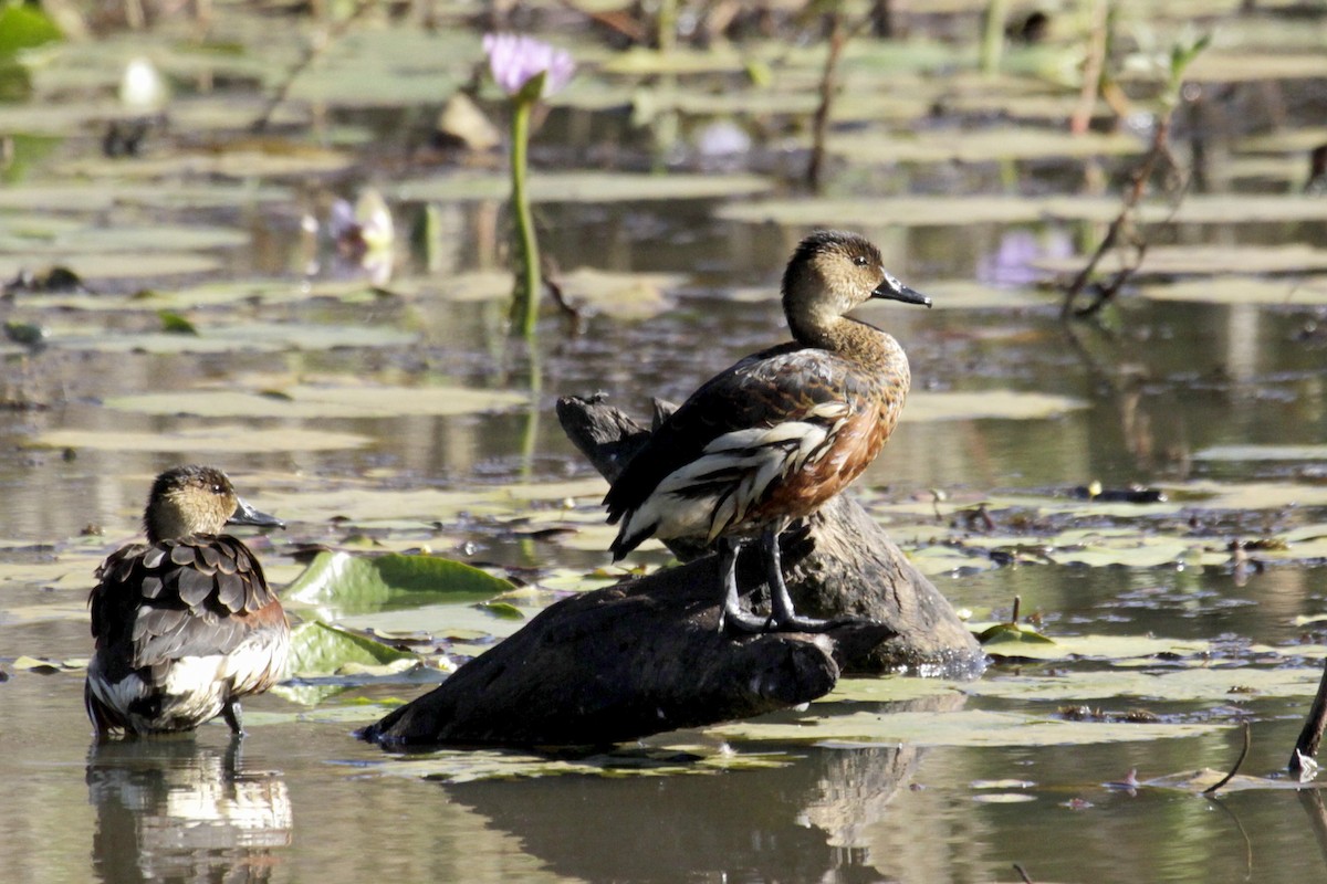 Wandering Whistling-Duck - ML68914561