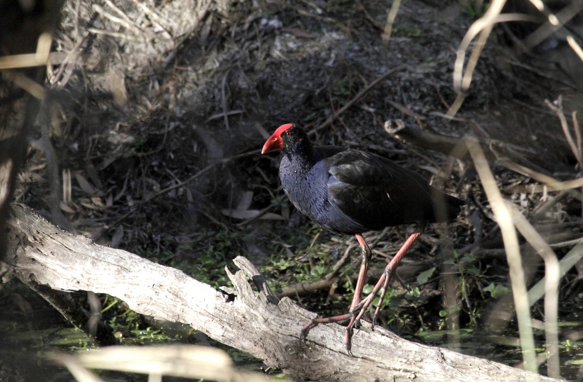 Australasian Swamphen - Paul Brooks