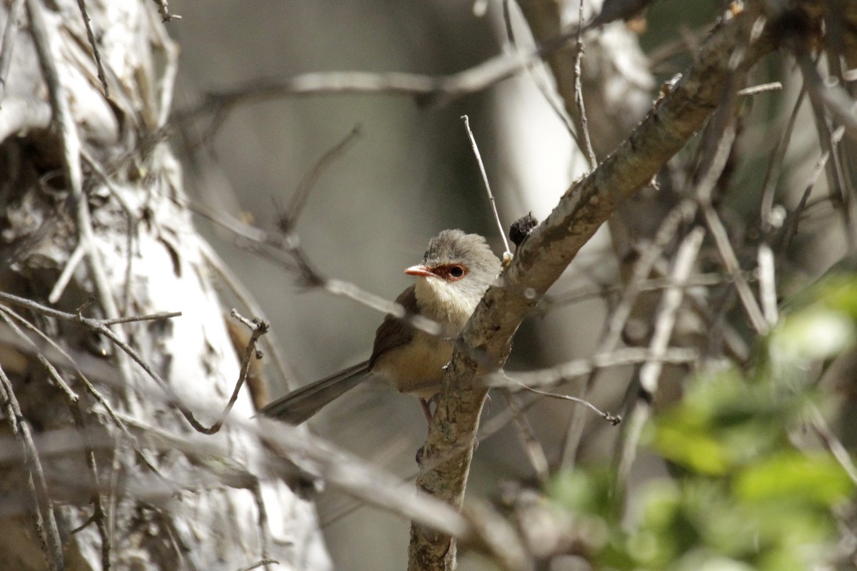 Variegated Fairywren - Paul Brooks