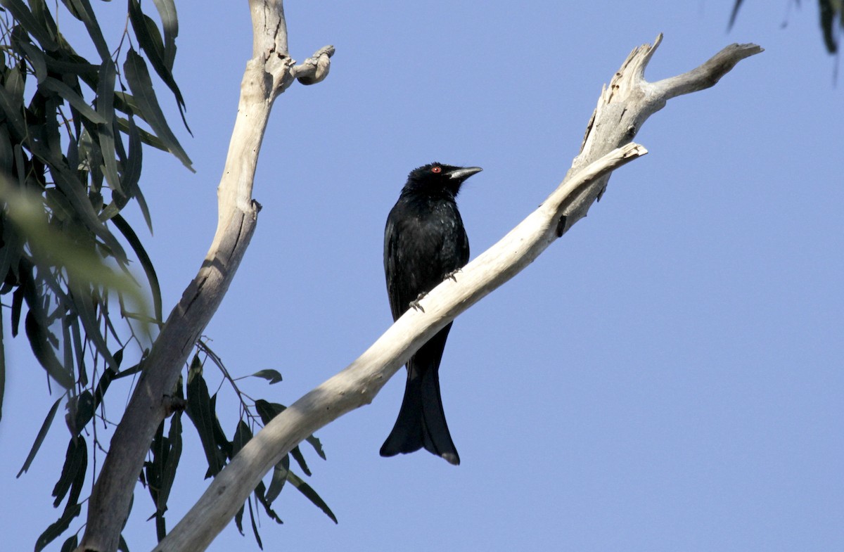 Spangled Drongo - ML68915051