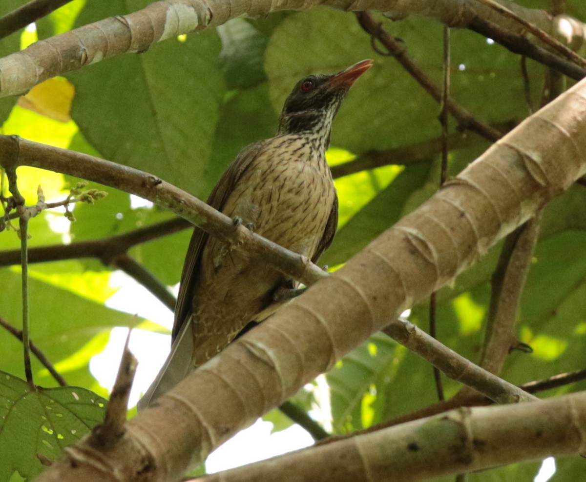 Brown Oriole - ML68918041