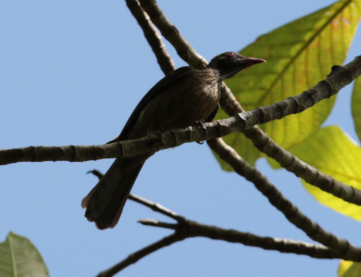 Brown Oriole - Anonymous