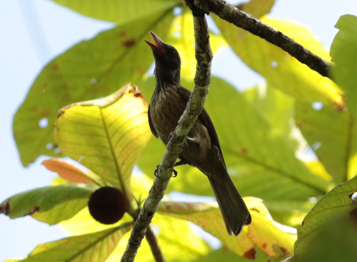 Brown Oriole - ML68918061