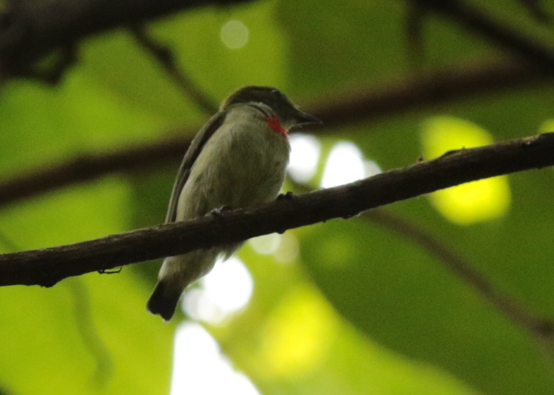 Olive-crowned Flowerpecker - ML68918121