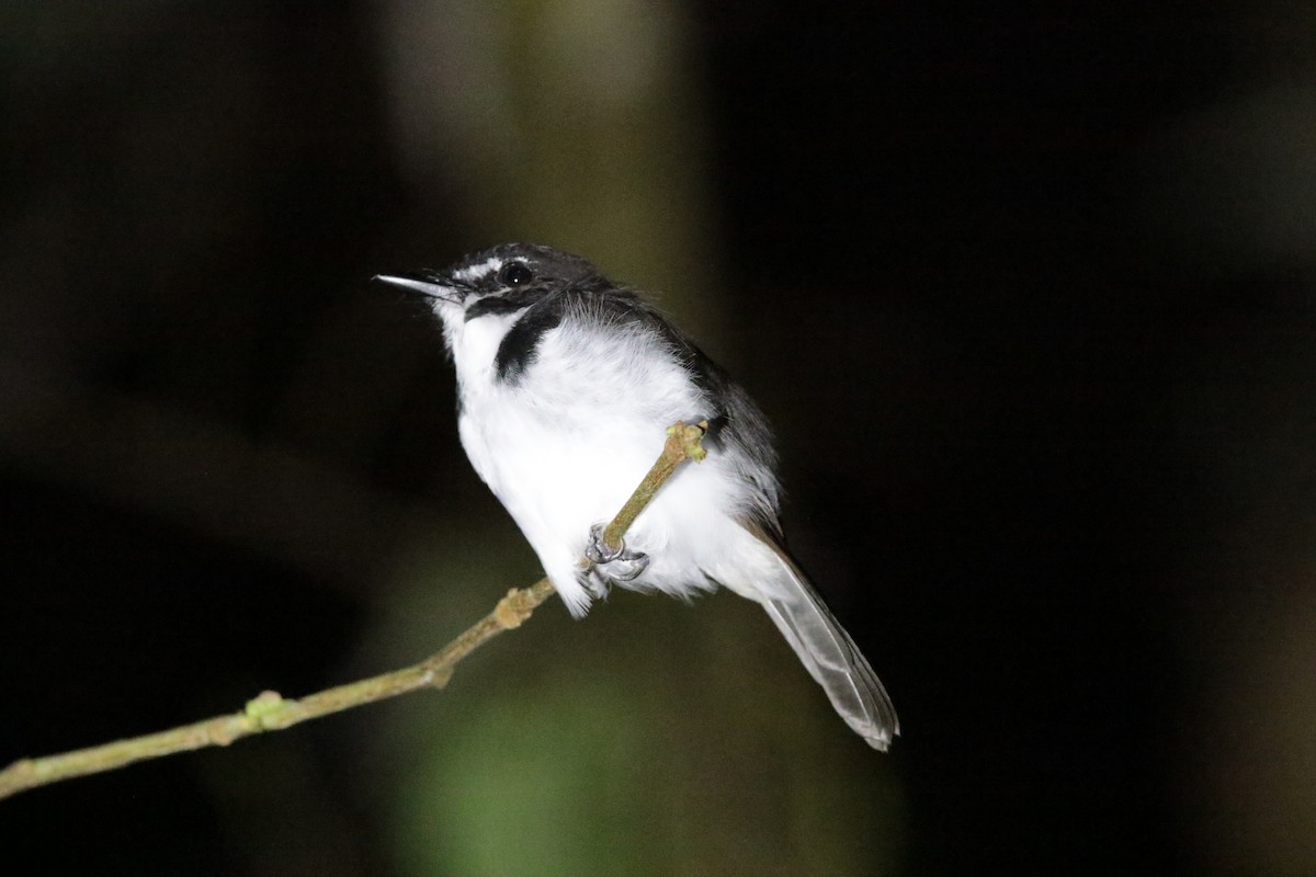 Black-sided Robin - Anonymous