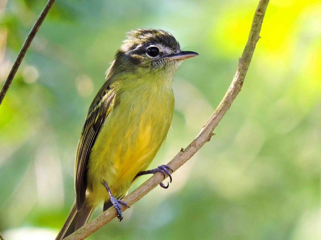 Yellow-olive Flatbill - ML68918681