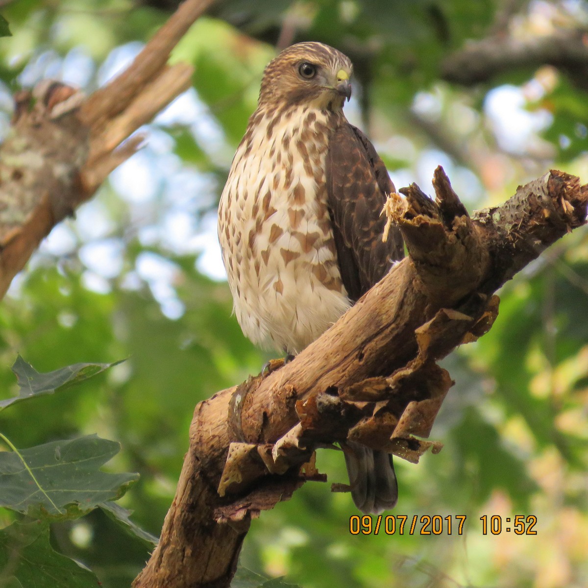 Broad-winged Hawk - judy parrot-willis