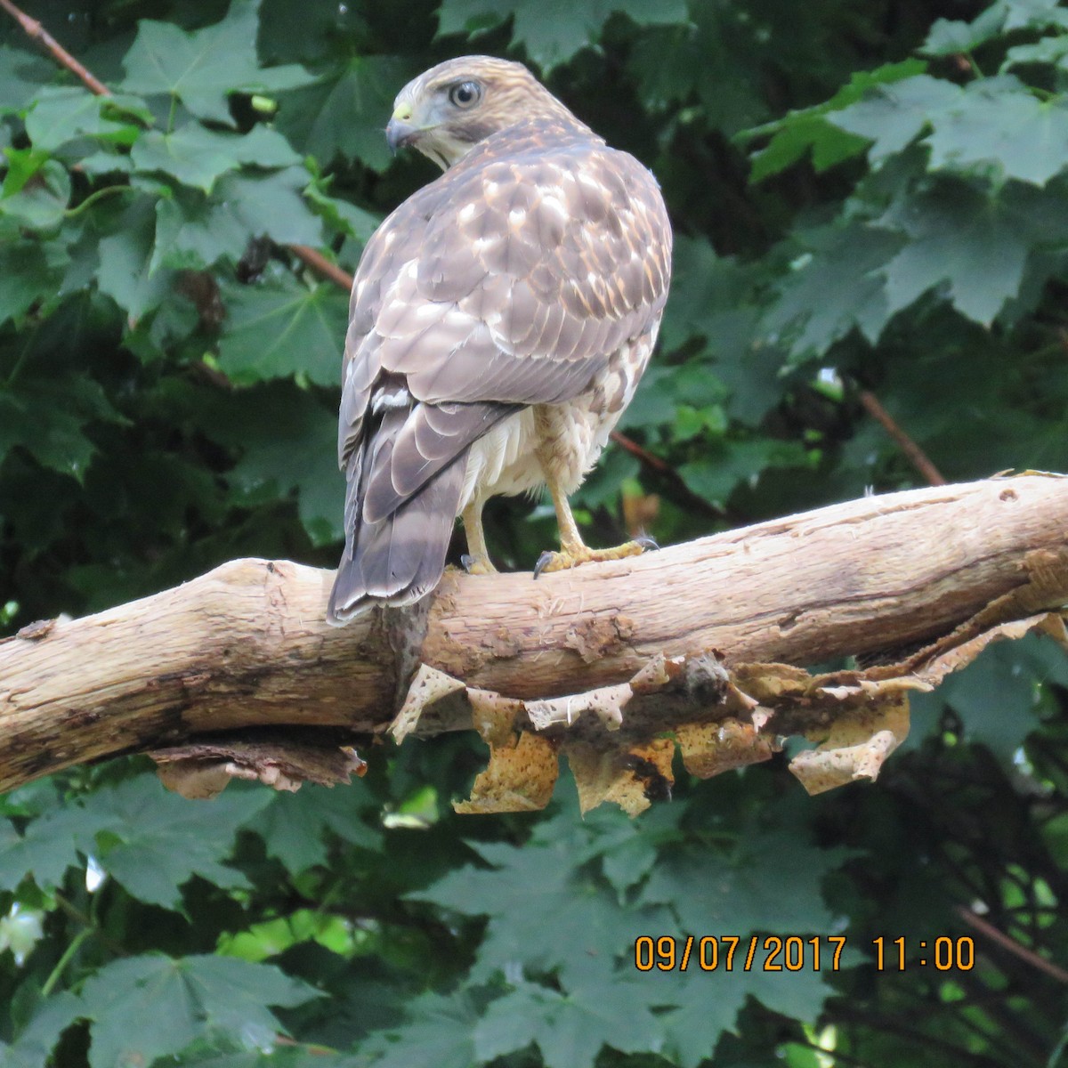 Broad-winged Hawk - ML68921111