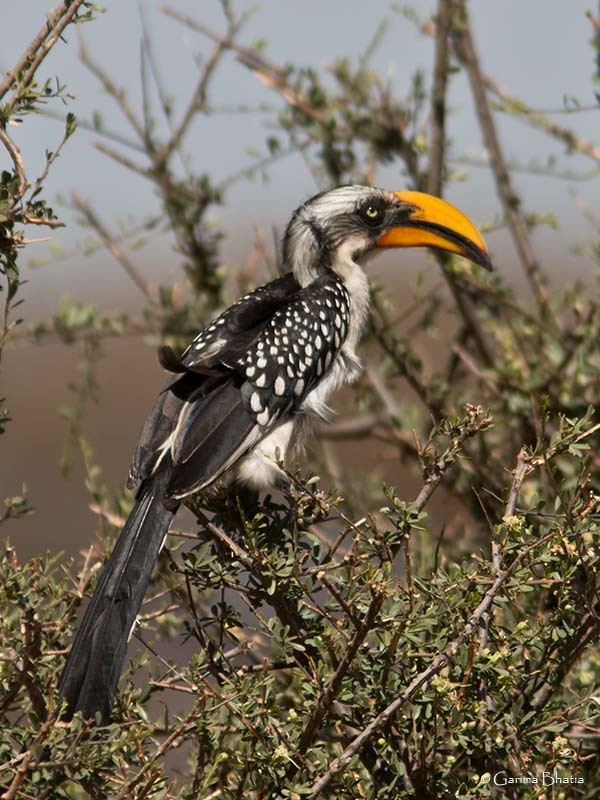 Eastern Yellow-billed Hornbill - ML68922991
