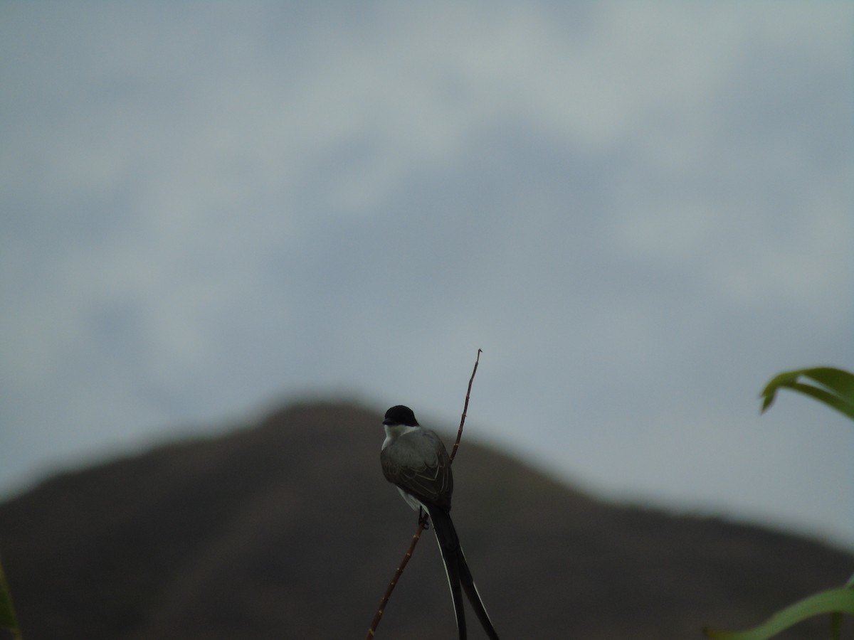 Fork-tailed Flycatcher - Renzo Paladines Puertas