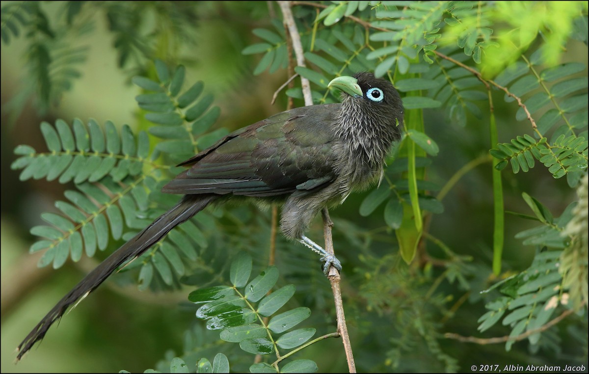 Blue-faced Malkoha - Albin Jacob