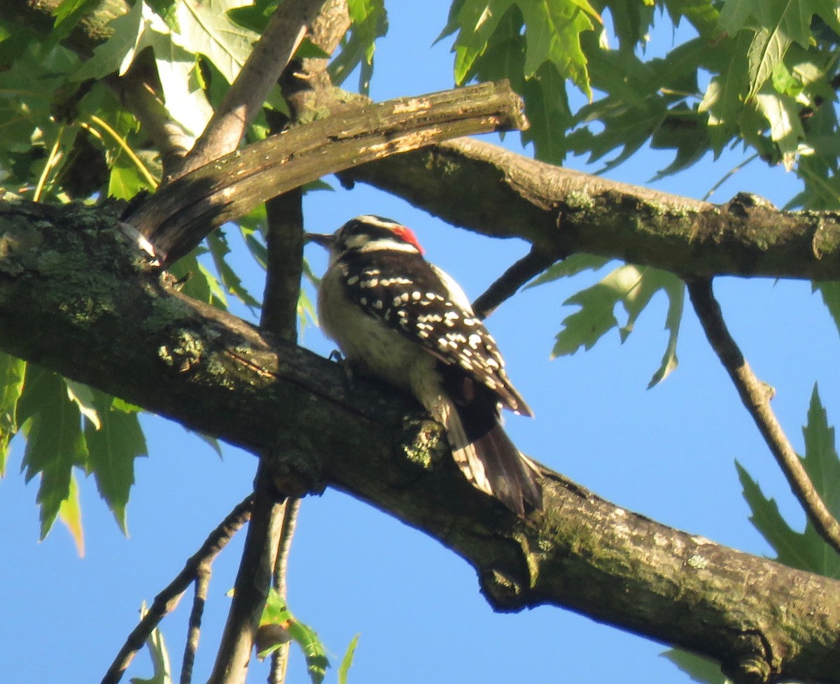 Downy Woodpecker - ML68923741