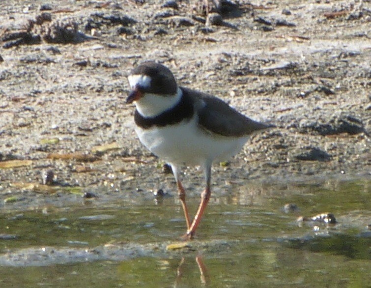 Semipalmated Plover - Dave Bowman