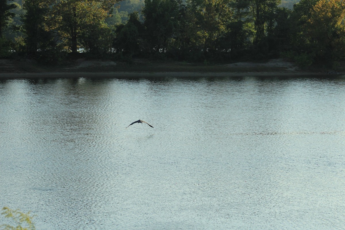 Great Blue Heron - Lionel Xavier Horn