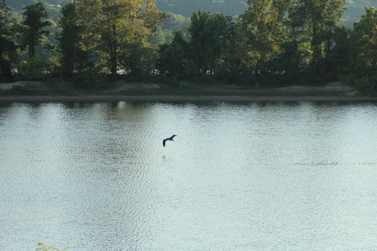 Great Blue Heron - Lionel Xavier Horn