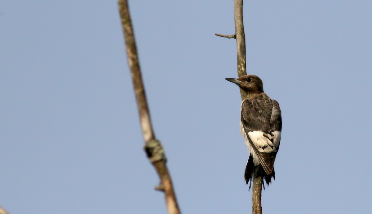 Red-headed Woodpecker - Jay McGowan