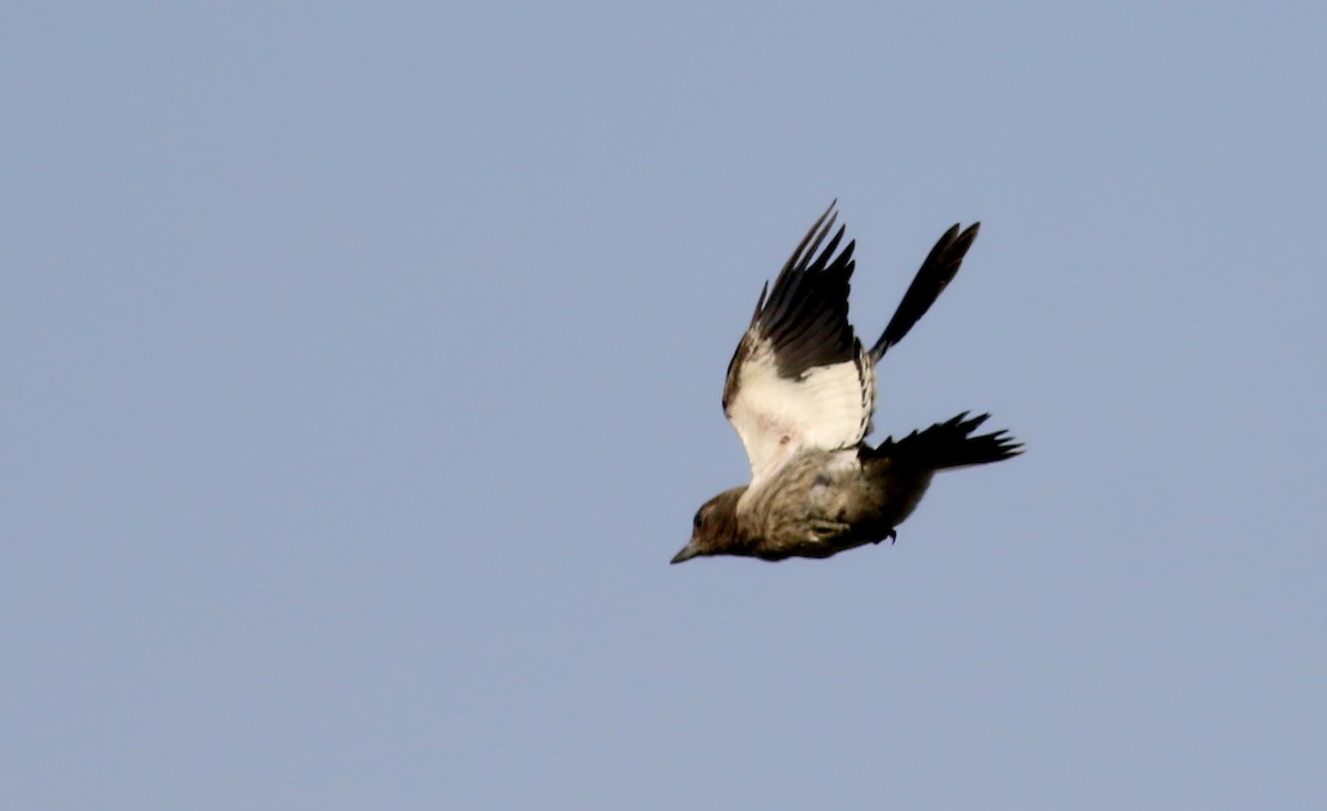 Red-headed Woodpecker - ML68927011