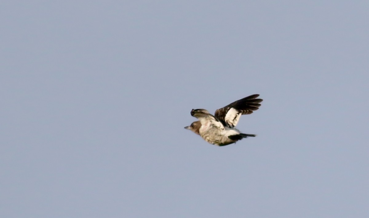 Red-headed Woodpecker - ML68927021