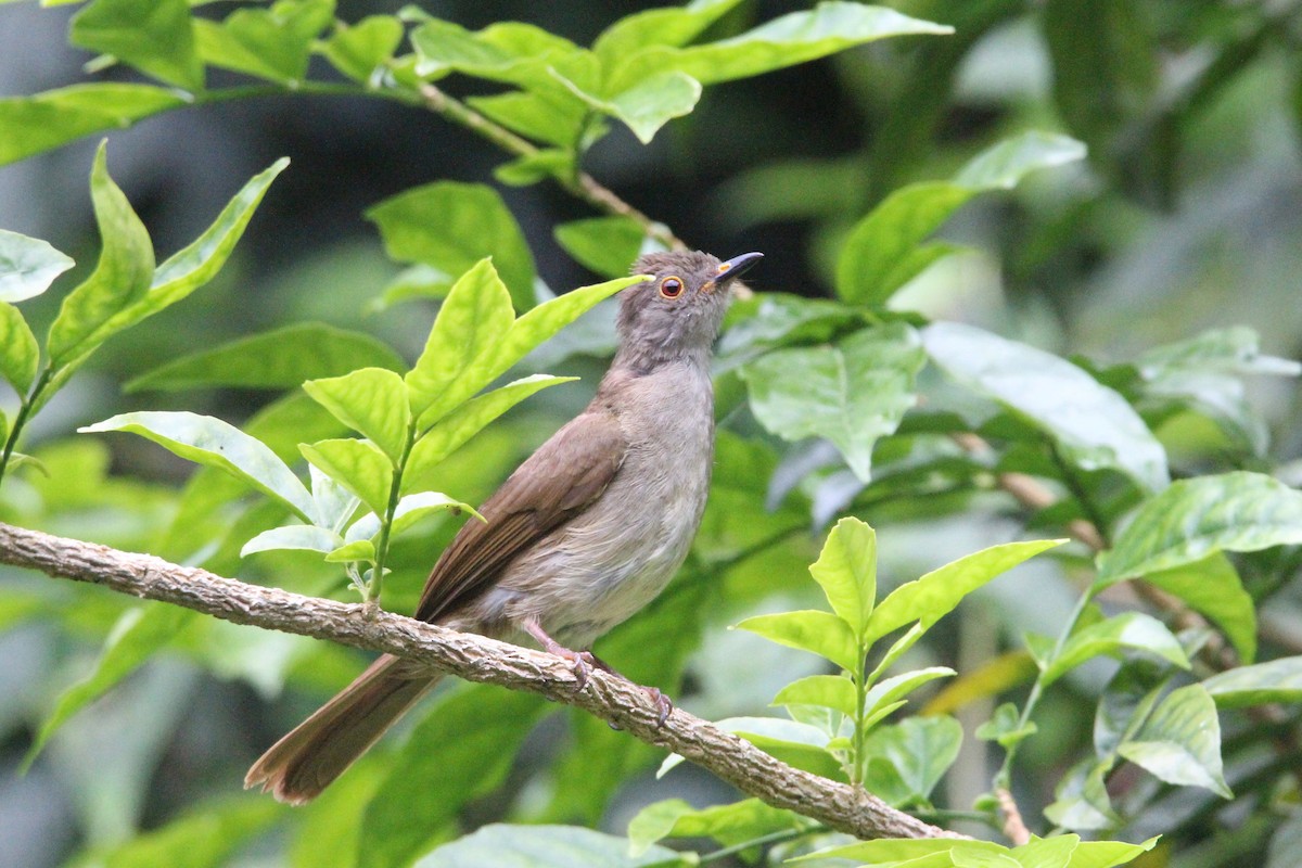 Spectacled Bulbul - ML68927071