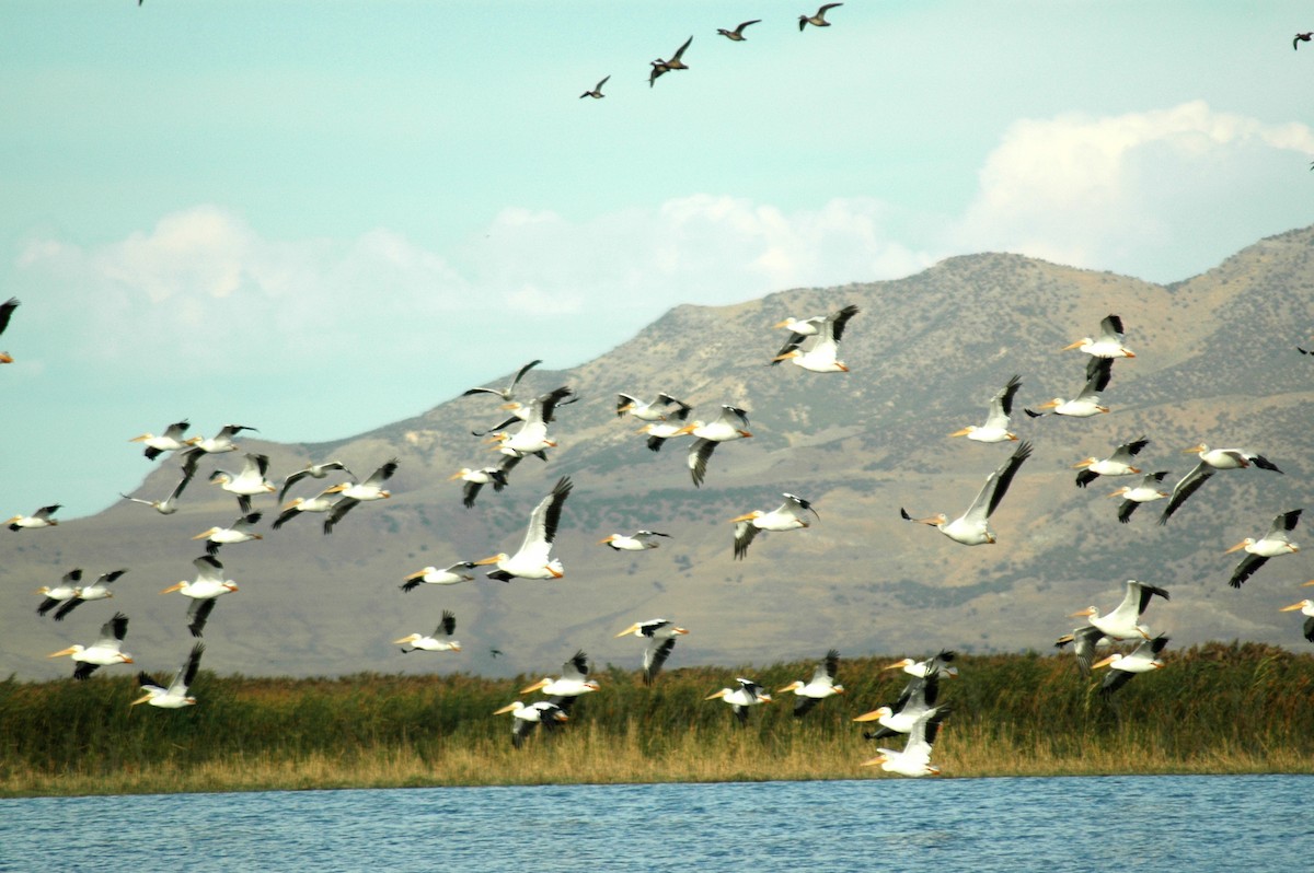 American White Pelican - ML68928721