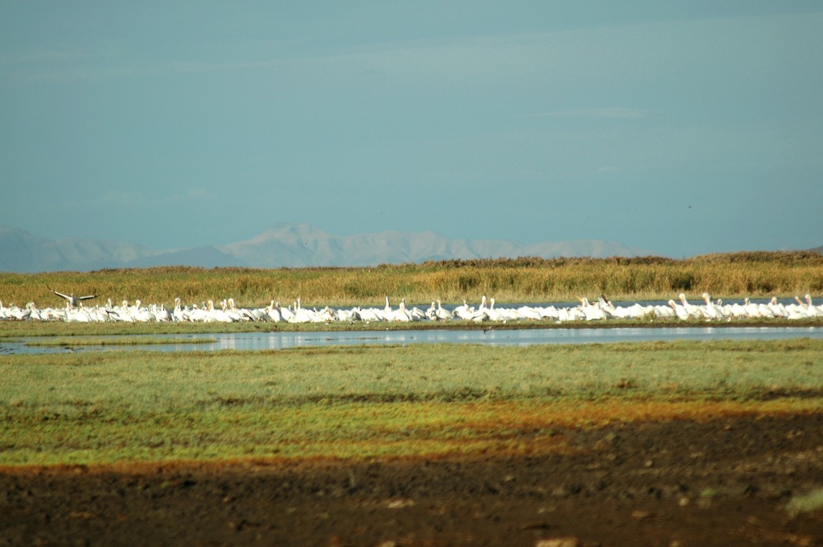 American White Pelican - ML68928731