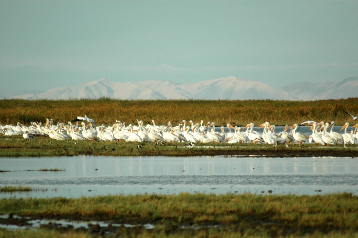 American White Pelican - ML68928751