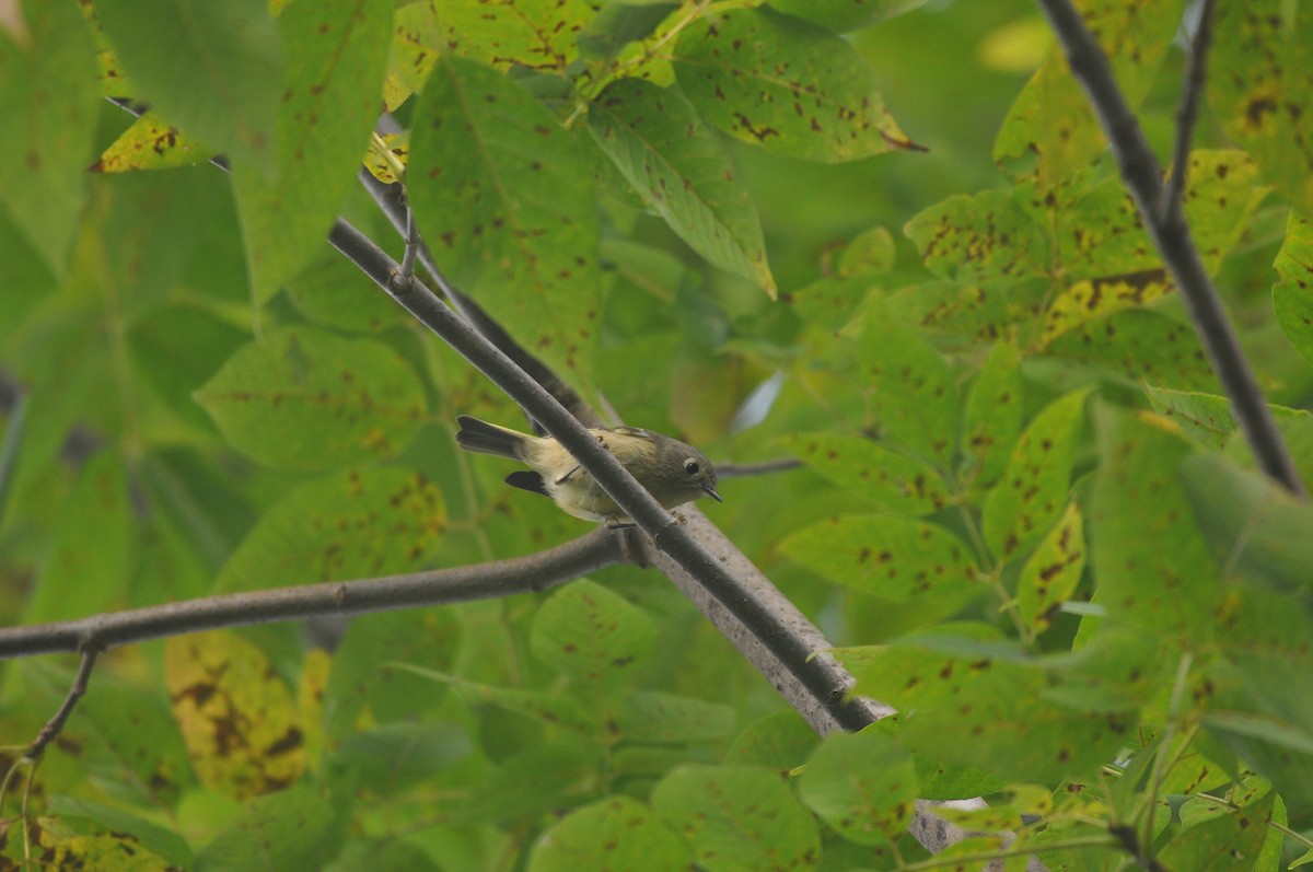 Ruby-crowned Kinglet - ML68929311