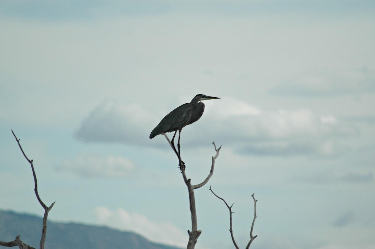 Great Blue Heron - ML68929461