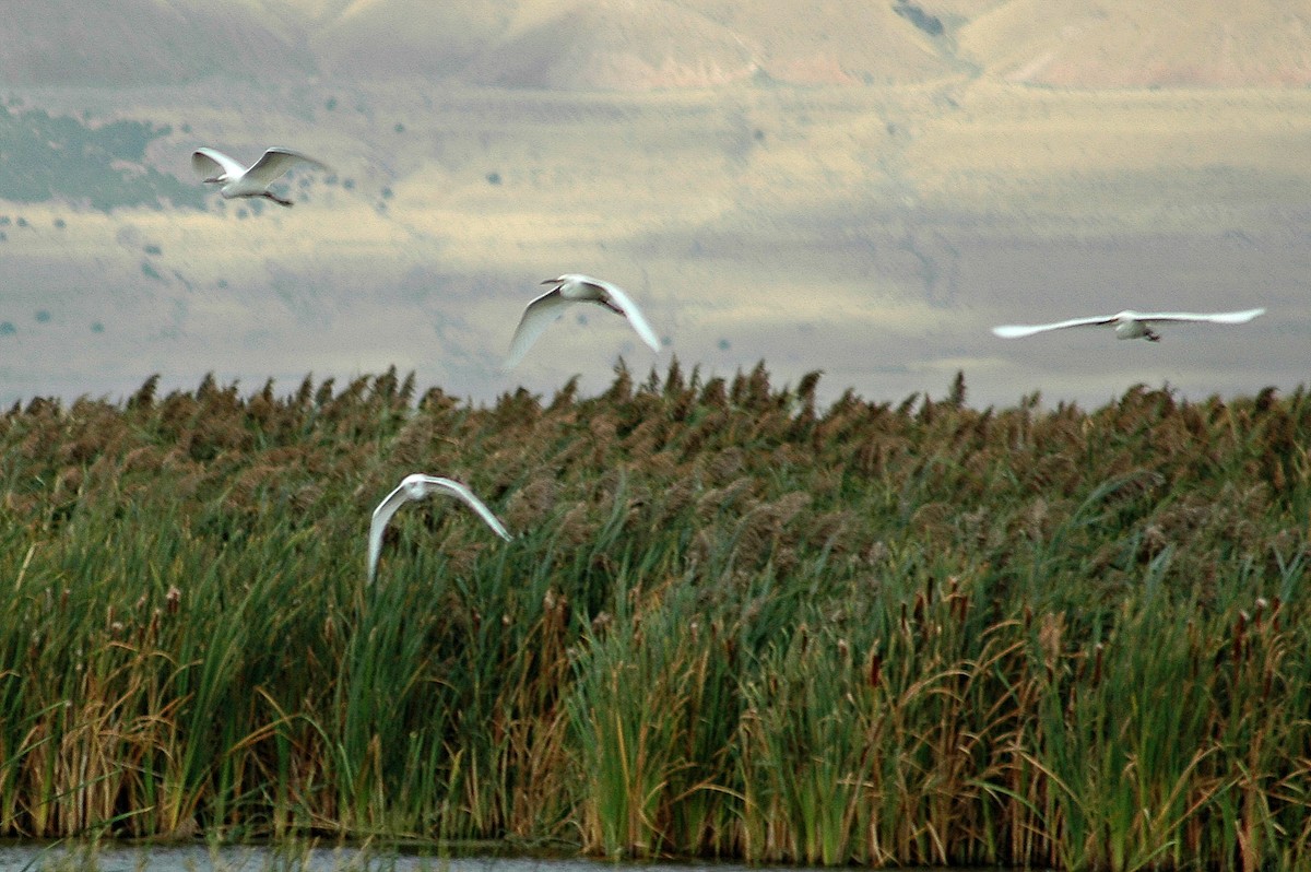 Snowy Egret - ML68929721