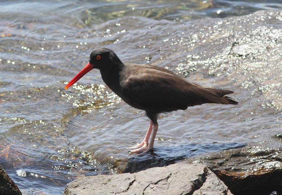 Black Oystercatcher - ML68930311