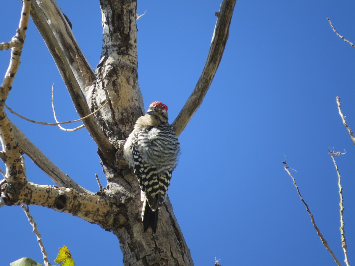 Ladder-backed Woodpecker - ML68930951