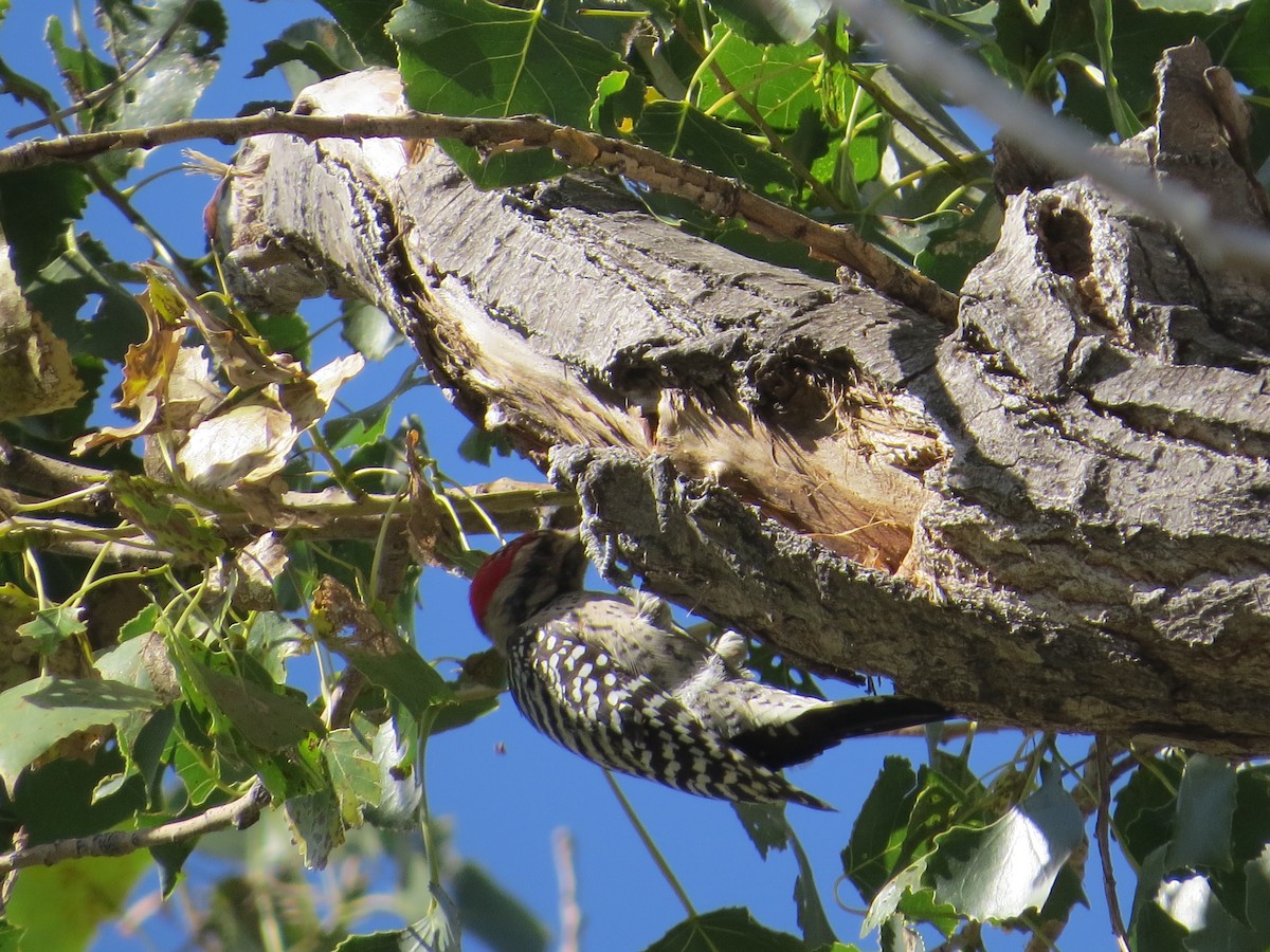 Ladder-backed Woodpecker - Andrew Burnett