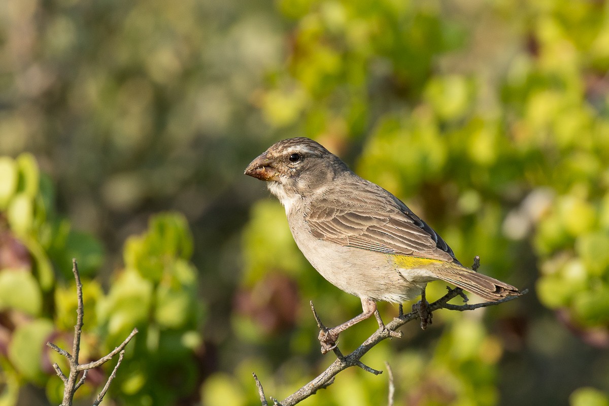 White-throated Canary - Sharon Kennedy