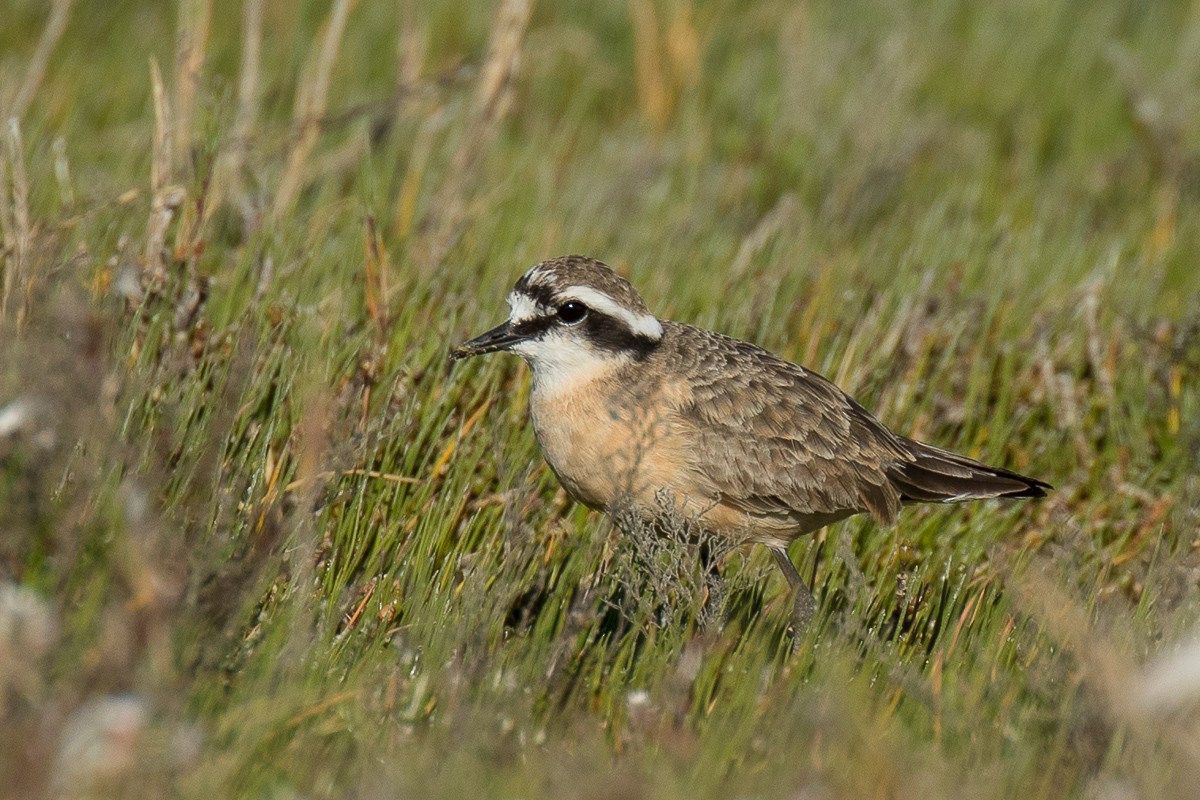 Kittlitz's Plover - ML68932971