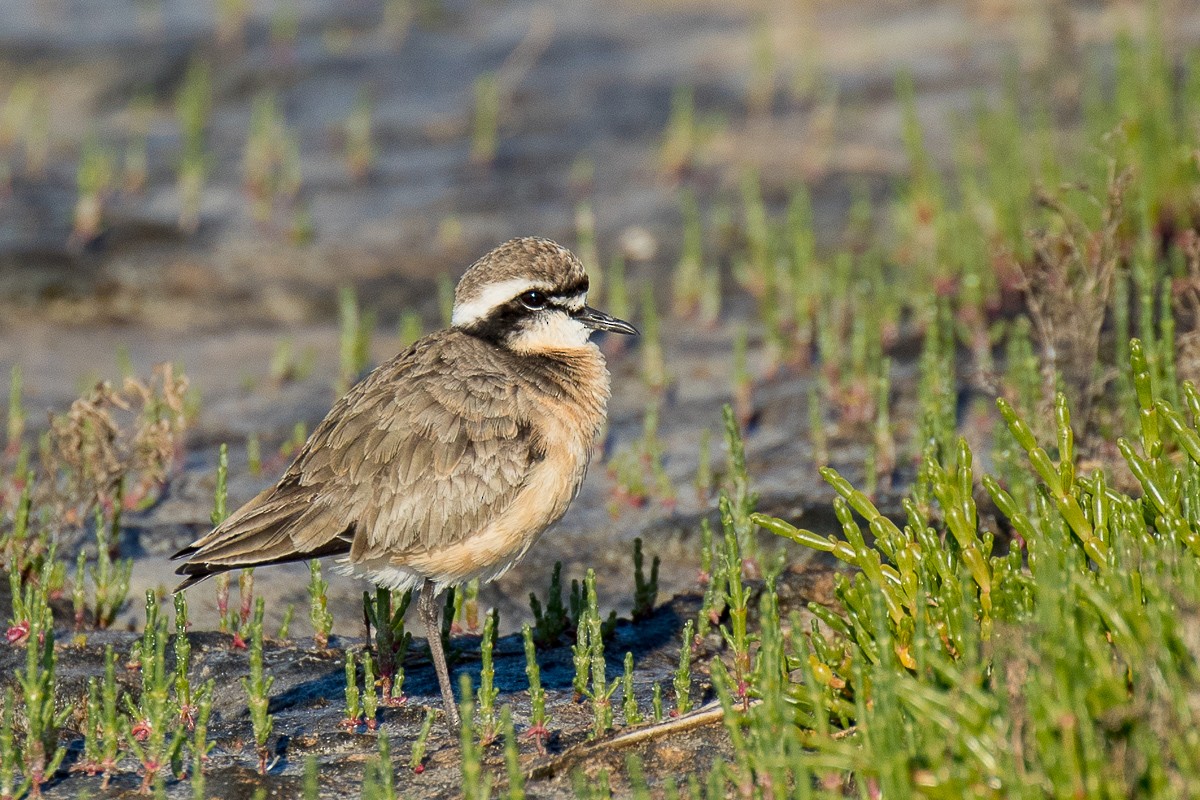 Kittlitz's Plover - Sharon Kennedy