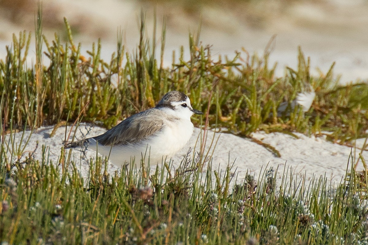 White-fronted Plover - Sharon Kennedy