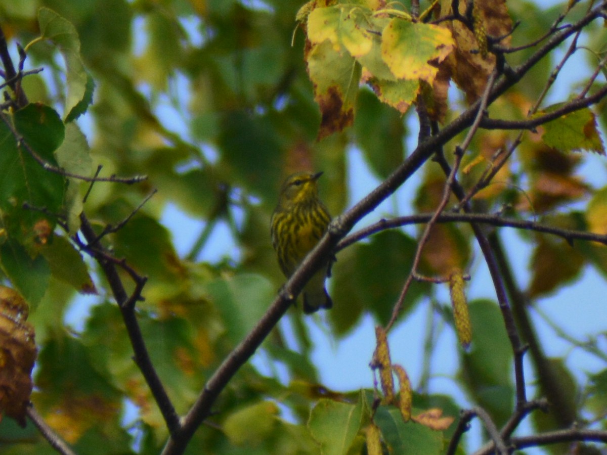 Cape May Warbler - Dylan Jackson