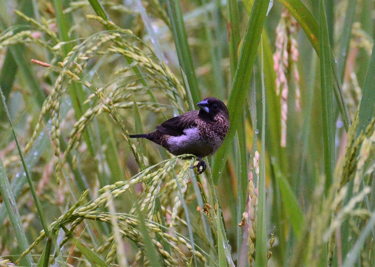 White-rumped Munia - ML68935161