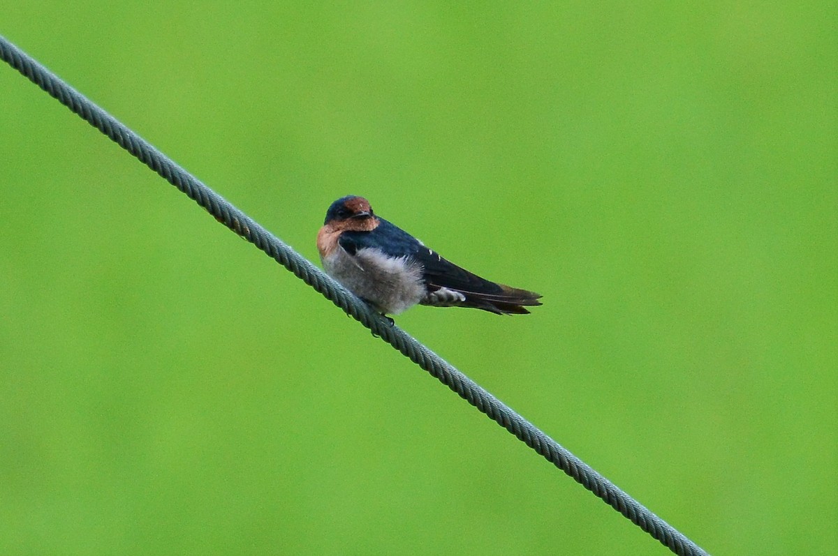 Golondrina del Pacífico - ML68935171