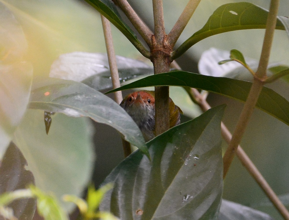 Dark-necked Tailorbird - ML68935211