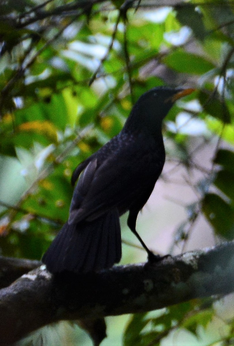 Blue Whistling-Thrush - Ari Noviyono