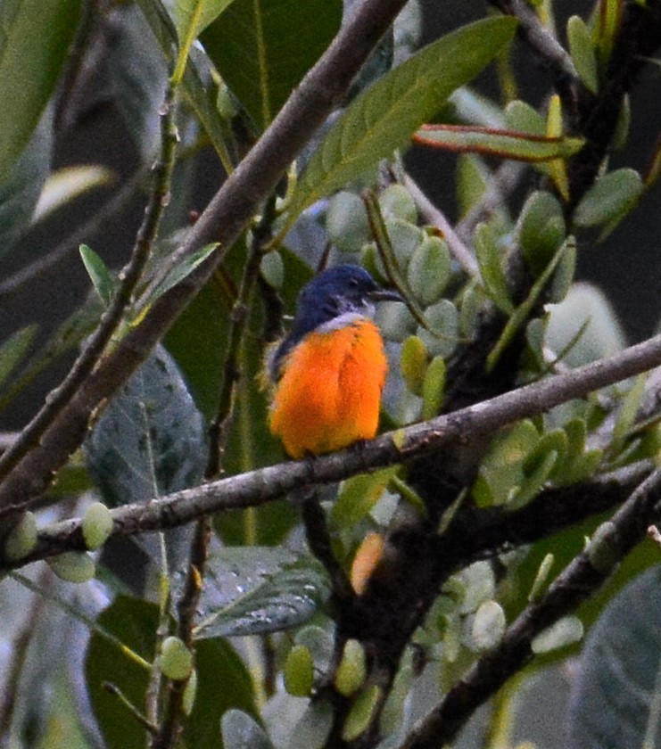 Orange-bellied Flowerpecker - ML68935341