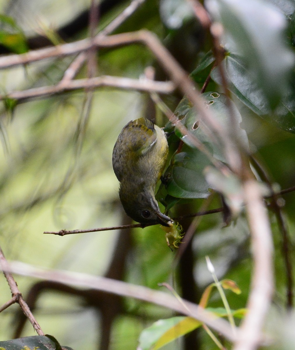 Crimson-breasted Flowerpecker - ML68935411