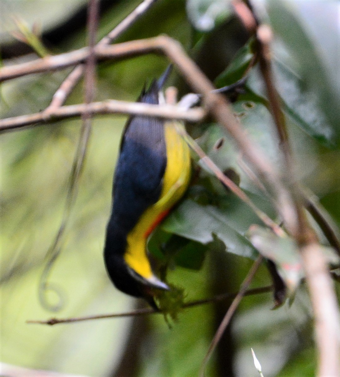 Crimson-breasted Flowerpecker - ML68935421