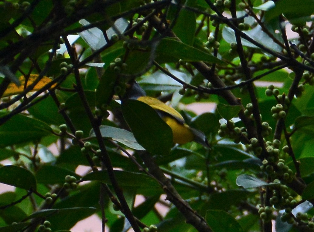 Gray-bellied Bulbul - Ari Noviyono