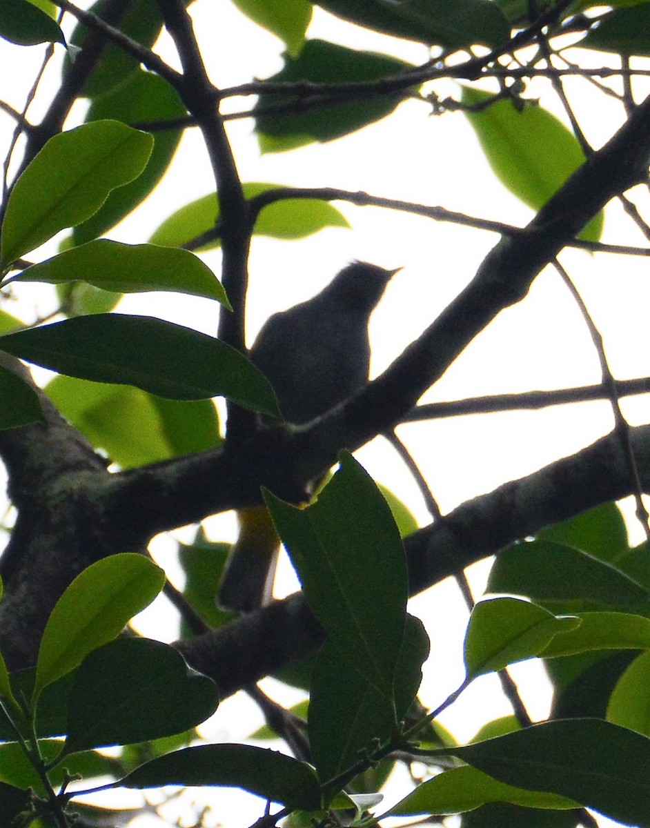 Gray-bellied Bulbul - Ari Noviyono