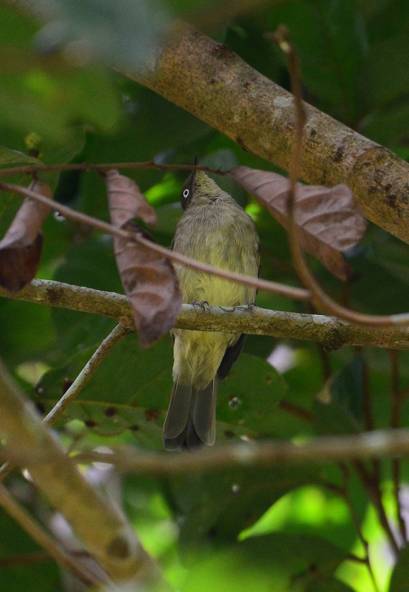 Cream-vented Bulbul - Ari Noviyono